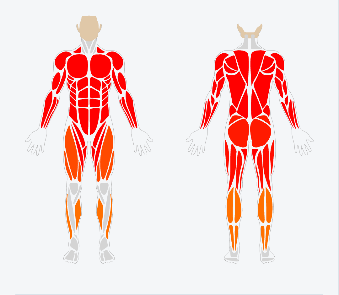 Muscle activation map — front and back